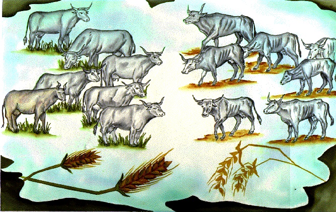 Dream-Cows-and-Grain